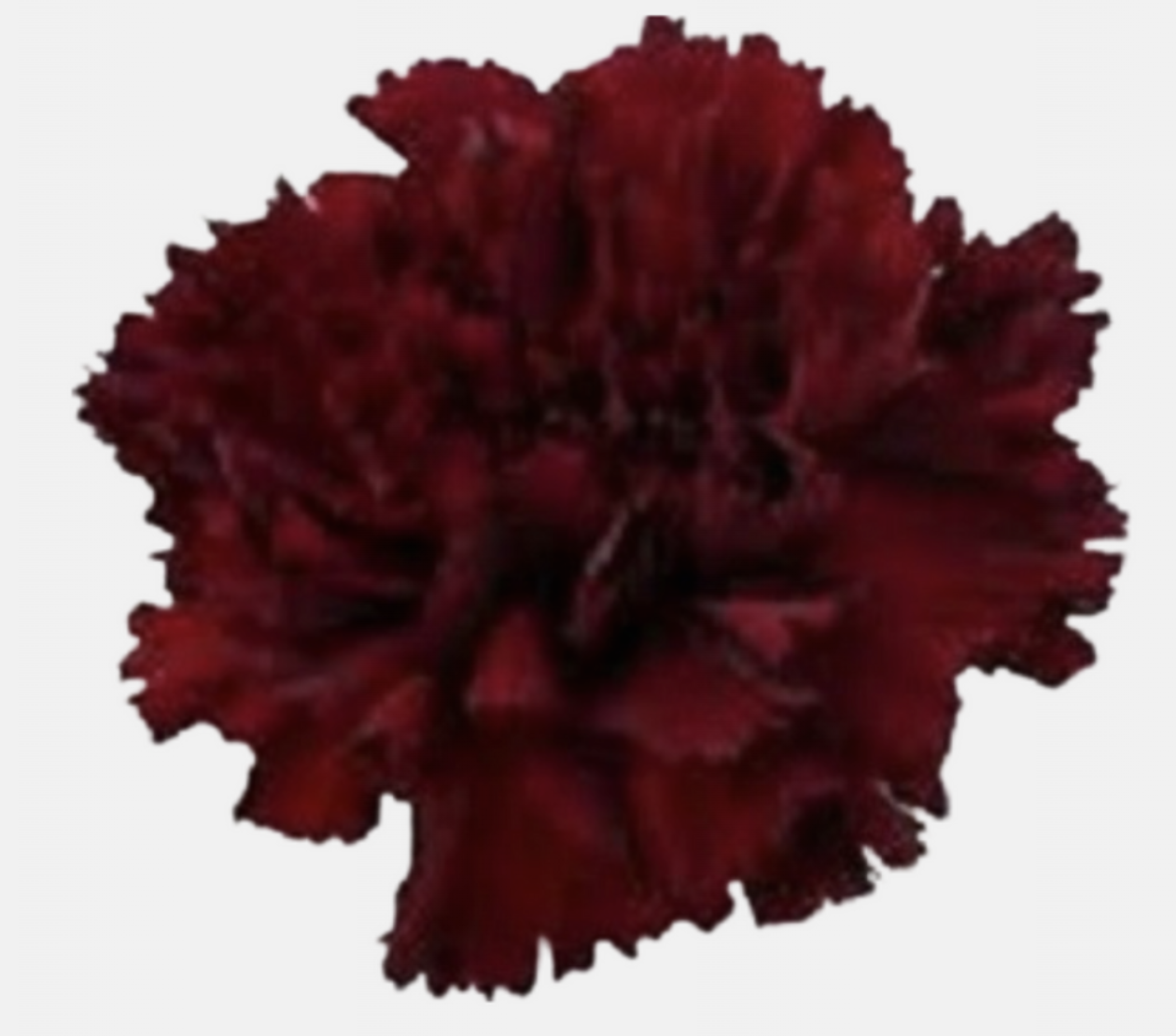 Mini Carnation - Fancy